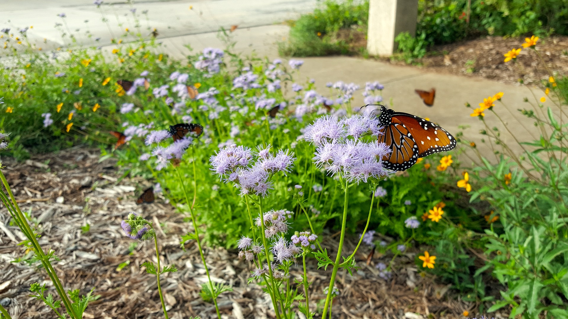 celebrate-pollinator-week-garden-style-san-antonio