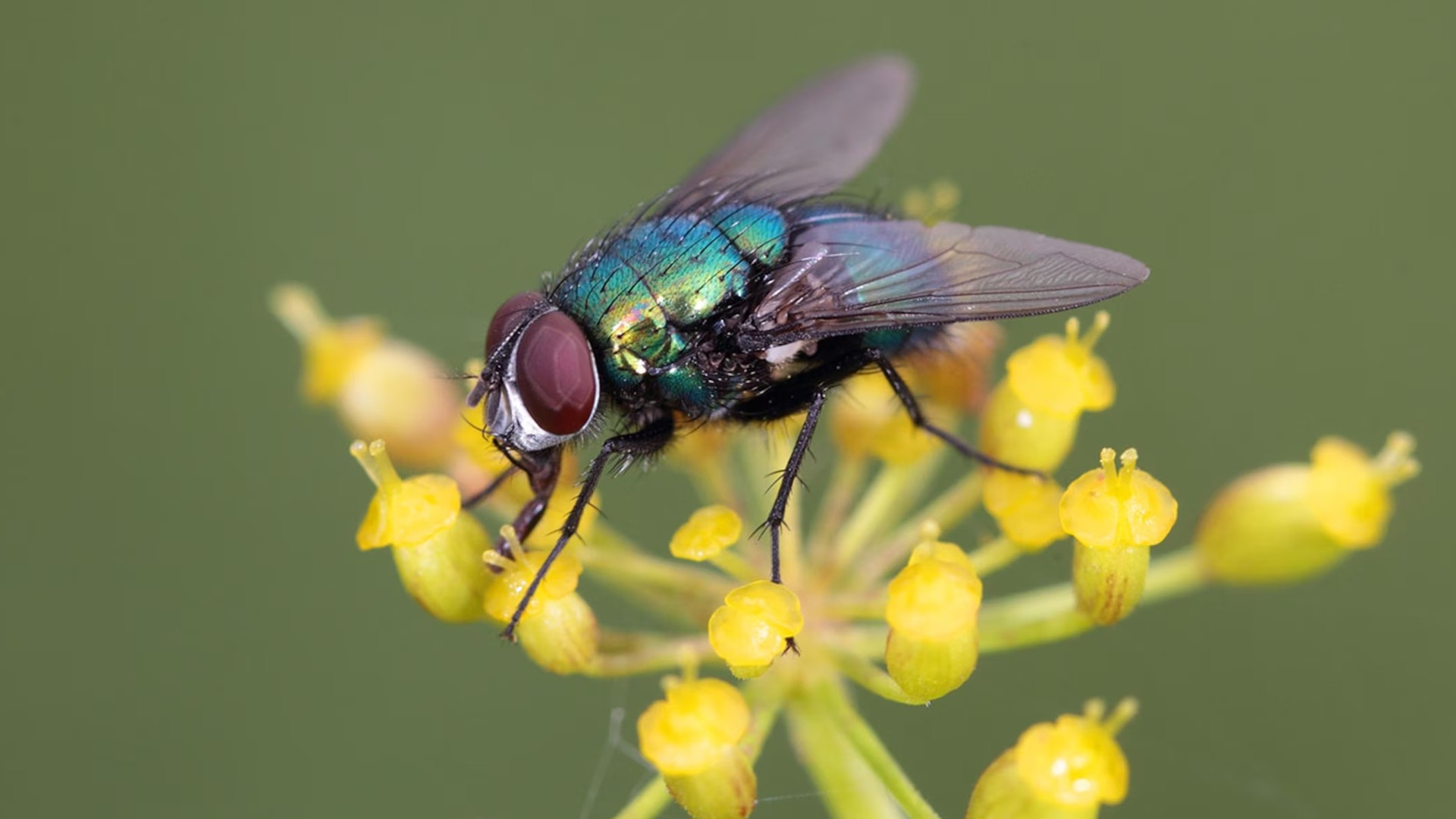 Fleeting feelings for flies - Garden Style San Antonio