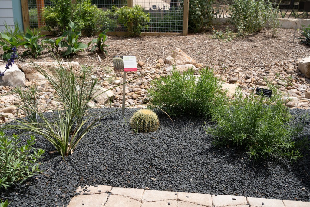 Golden Barrel Cactus