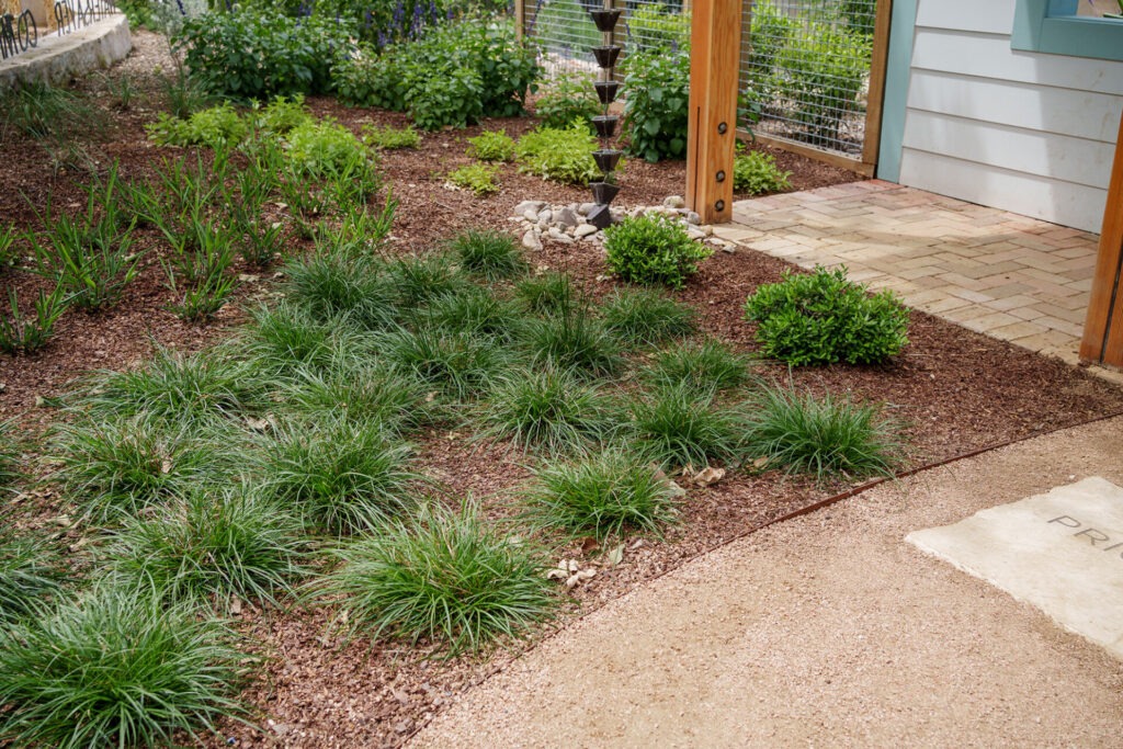 Cedar Sage
