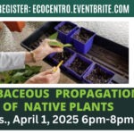 Banner for Alamo Colleges Eco Centro Native Herbaceous Propagation workshop