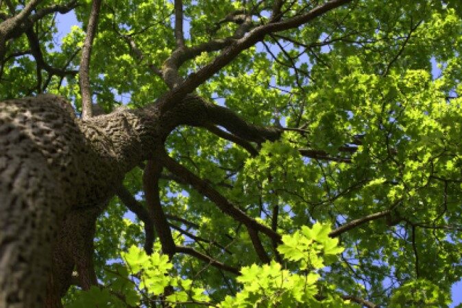 Tree trunk, branches and leaves