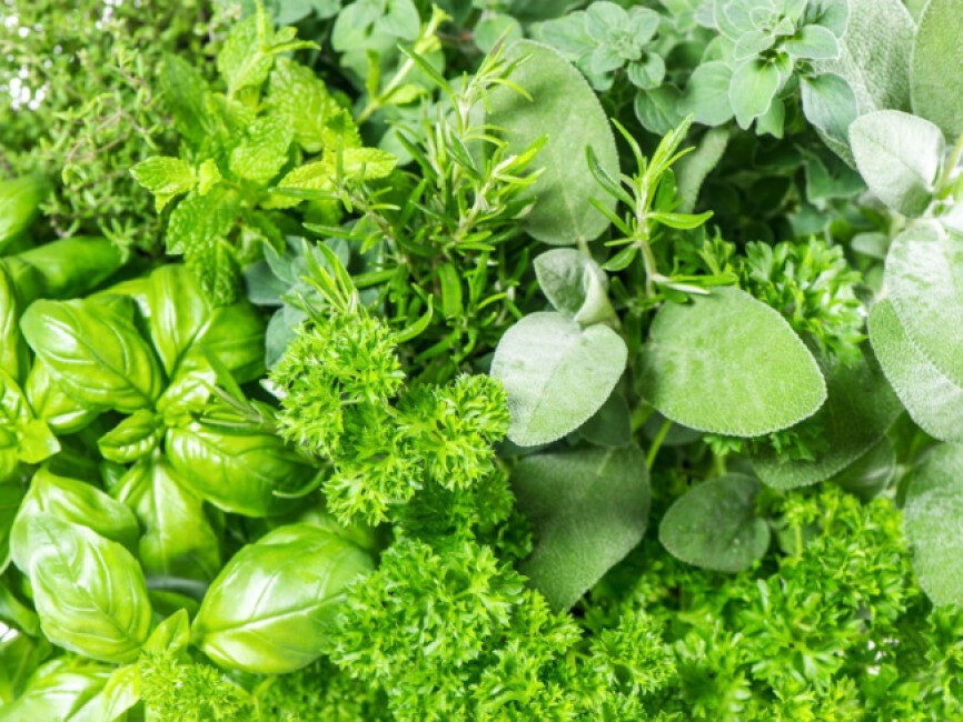Fresh herbs including Basil, Parsley, Marjoram, Rosemary, and Sage.
