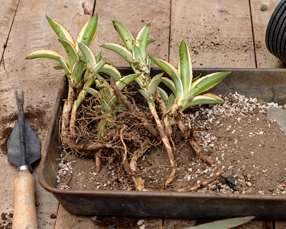 agave pups
