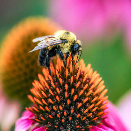 Bee perched on a cone flower