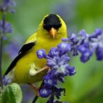 Goldfinch perched on blue salvia stem