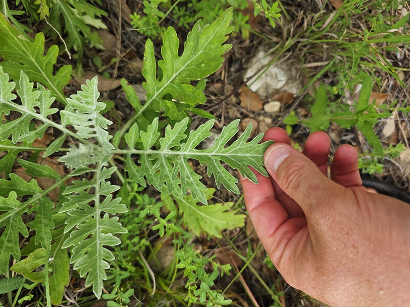 carolina leaves