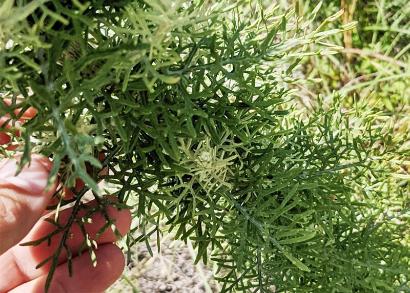 sandhill leaves