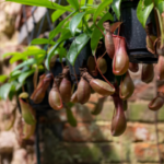 An image of pitcher plants.