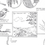 Graphic showing various drawings of plants and a bird.