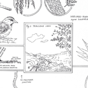 Graphic showing various drawings of plants and a bird.