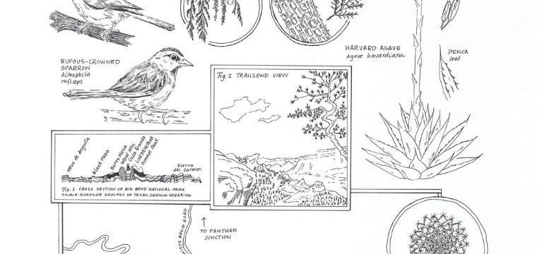 Graphic showing various drawings of plants and a bird.