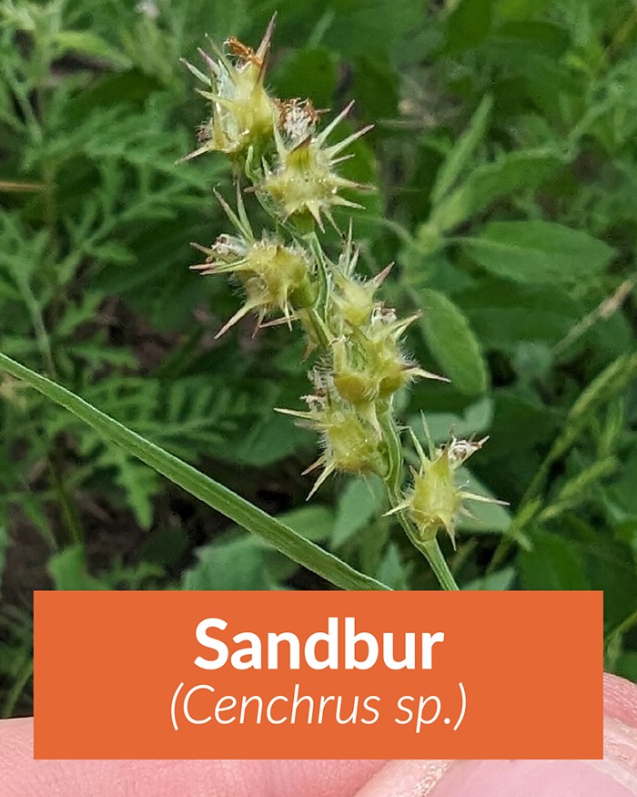 sandbur