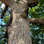 An image of a tree.