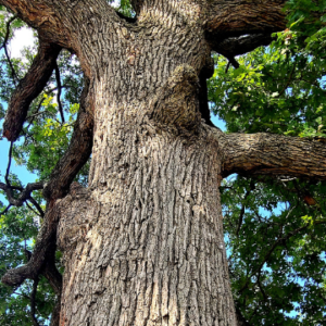 An image of a tree.