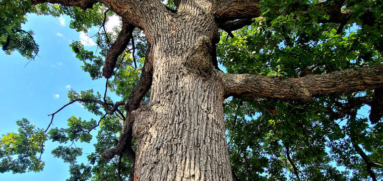 An image of a tree.