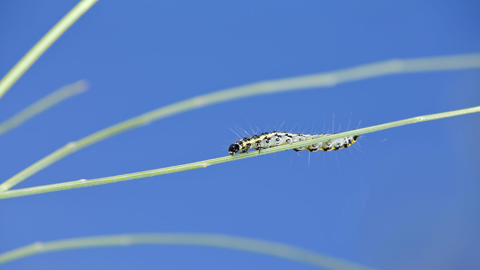 genista-broom-moths-garden-style-san-antonio