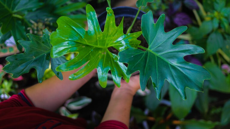 Split-leaf Philodendron