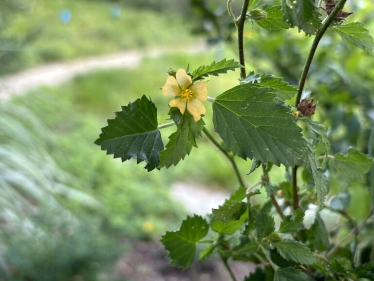 Three lobed false mallow