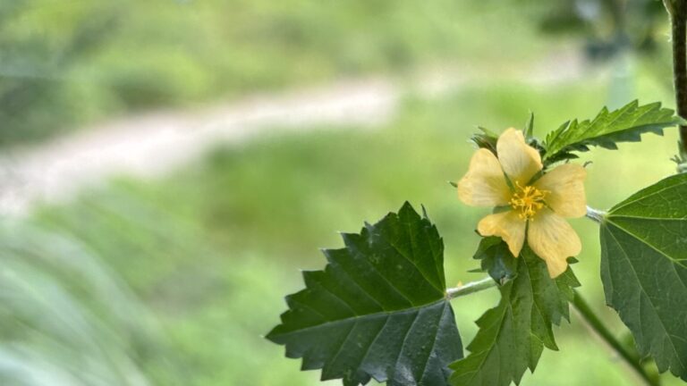 Yellow flower and leaf on three-lobed false mallow