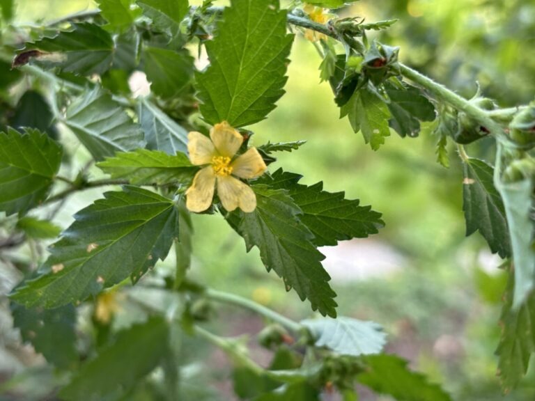 Yellow flower on three-lobed false mallow with leaves