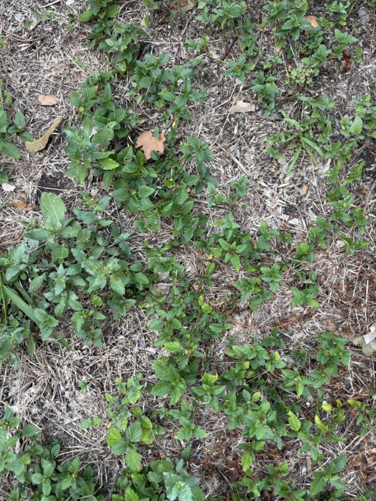 Three lobed false mallow winter-spring leaves mowed
