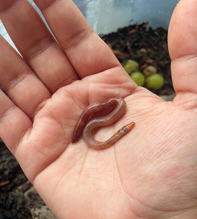 red wriggler worm