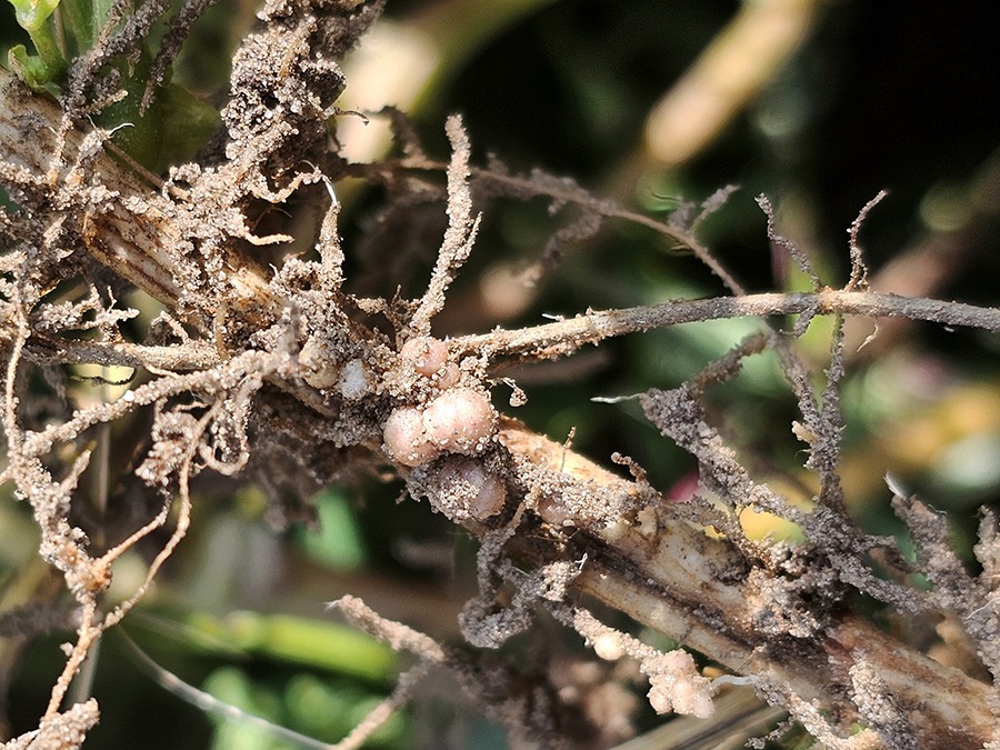 nodules found under plant
