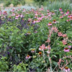 coneflowers, red yucca and spring wildflowers