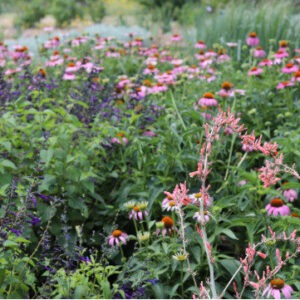 coneflowers, red yucca and spring wildflowers