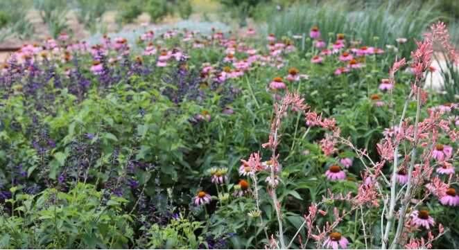 coneflowers, red yucca and spring wildflowers