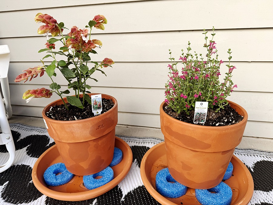 potted plants
