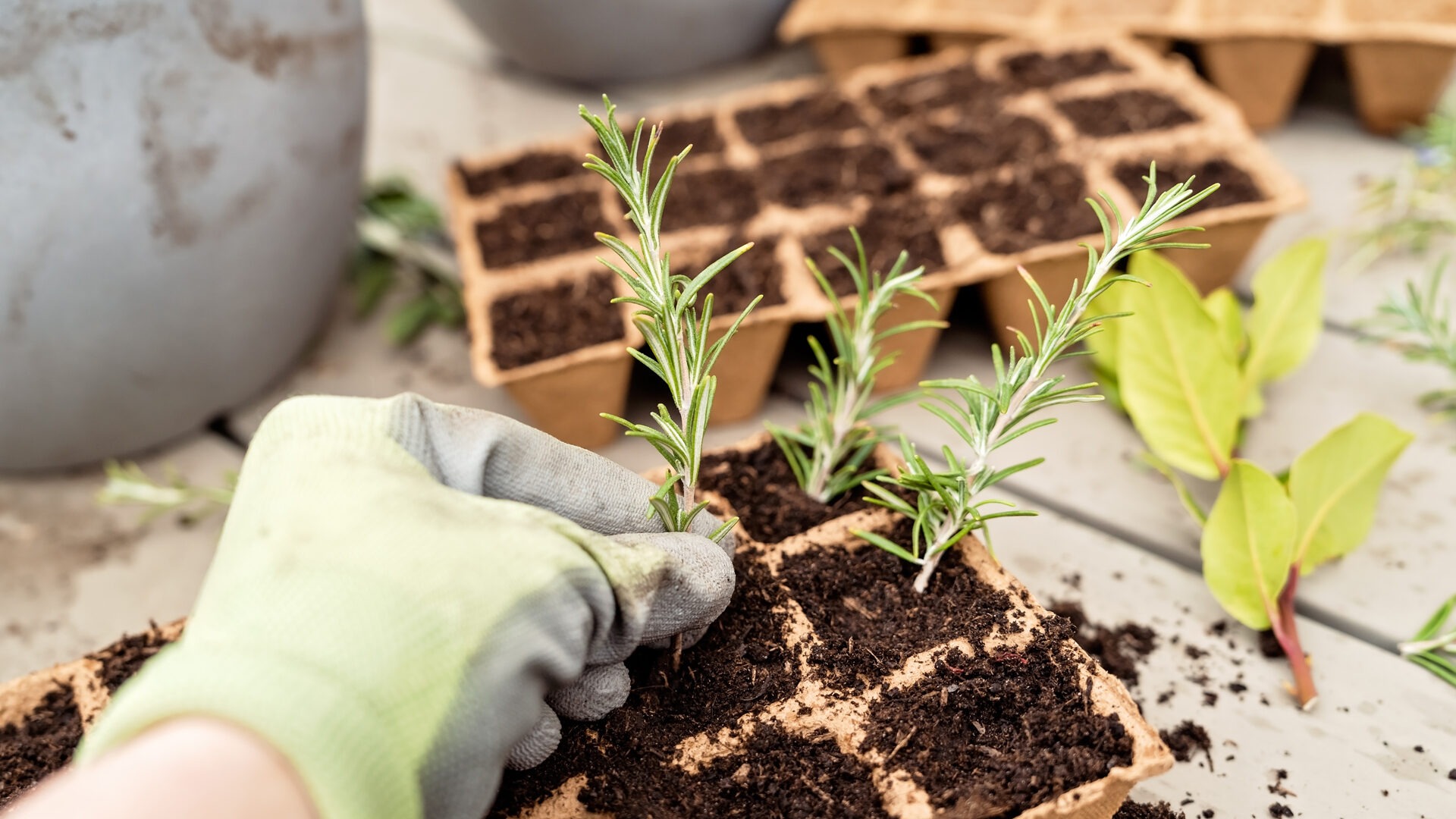 Small rosemary cuttings being placed into dirt.