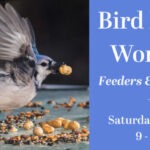 A bluejay bird picking up a peanut from a tray of birdseed