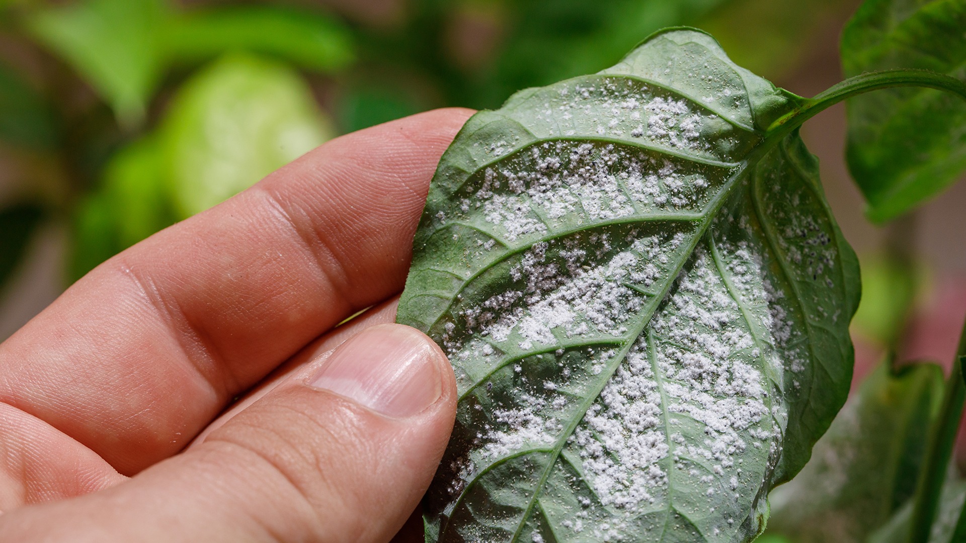 Integrated pest management prioritizes sustainable garden care