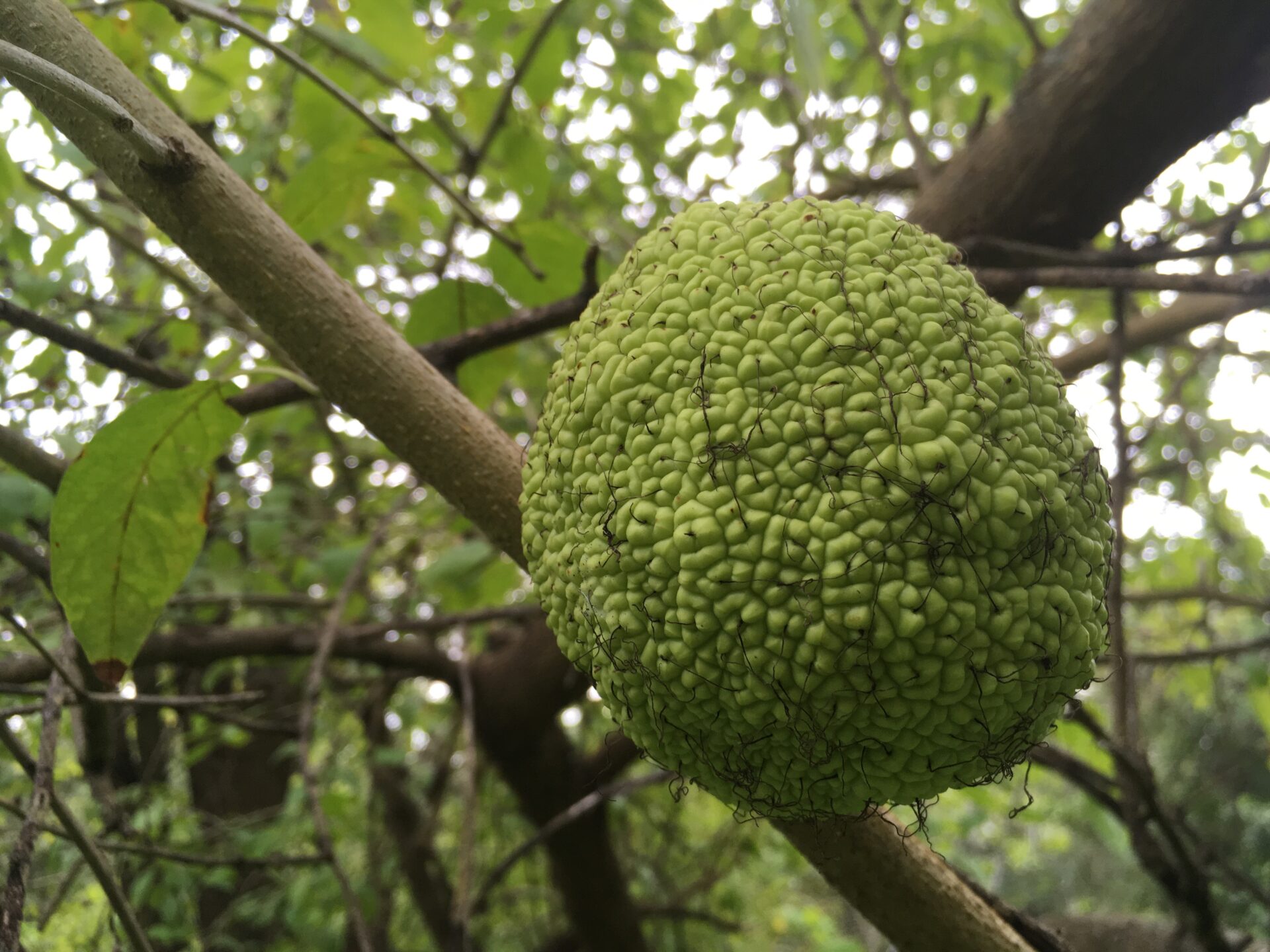 Osage orange branch with green fruit