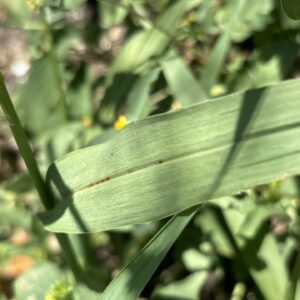 Closeup of distinctive wide leaf blade on southwestern bristlegrass