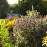 Resilient landscape plants in full sun