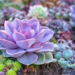 March calendar graphic showing succulent plants for a class on the 8th.