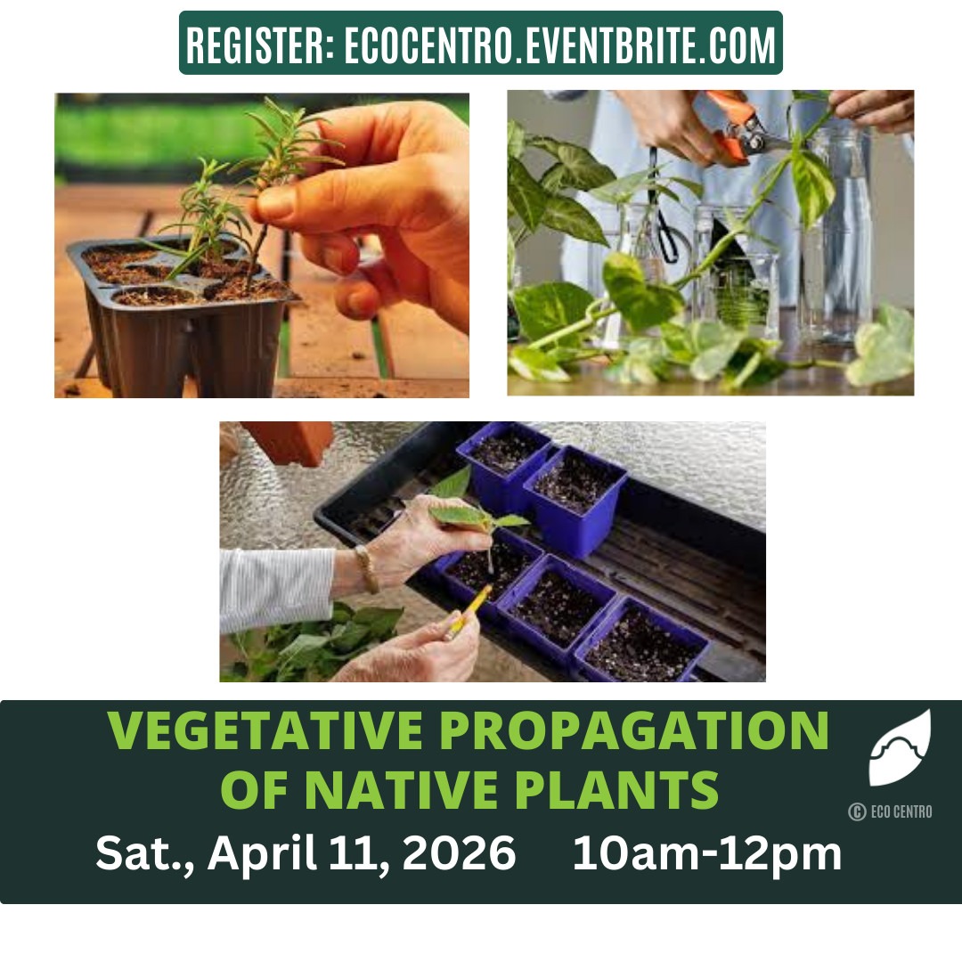 An image of various methods of plant propagation.