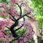 March Calendar entry for San Antonio Botanical Gardens event on the 7th.