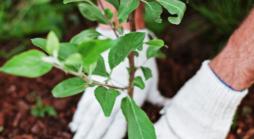 May calendar listing for Botanical Gardens class on May 16th.