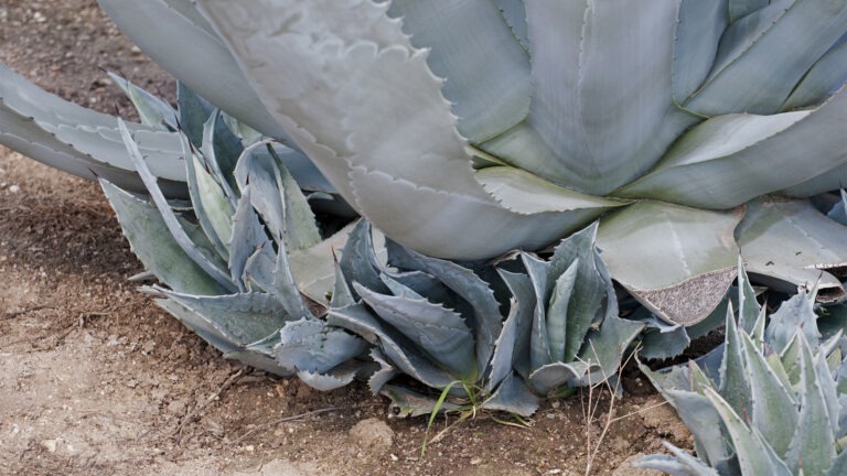 agave pups