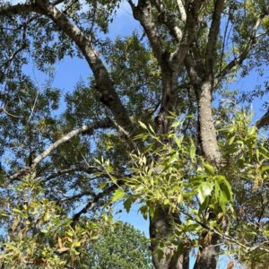 Canby red oak leaves and trunk