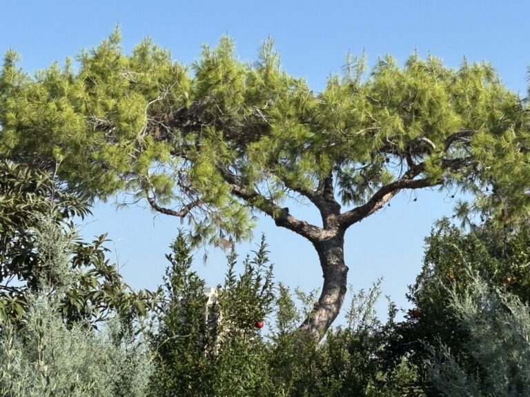 Aleppo pine at San Antonio Botanical Garden, with Arizona cypress, pomegranate, and loquat.
