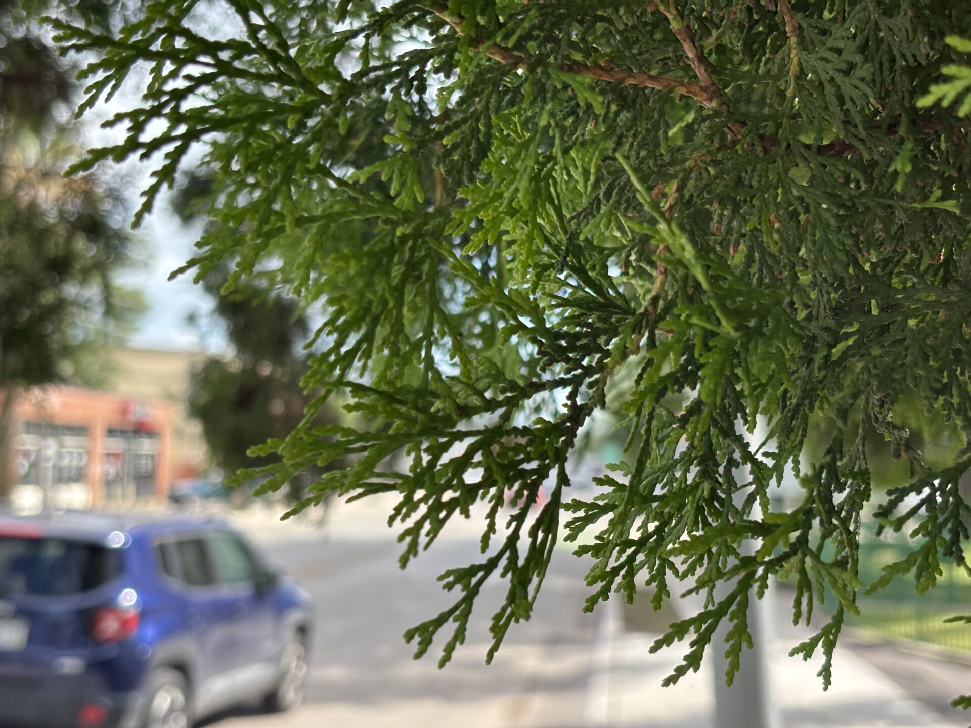 Arborvitae with flat leaf spray