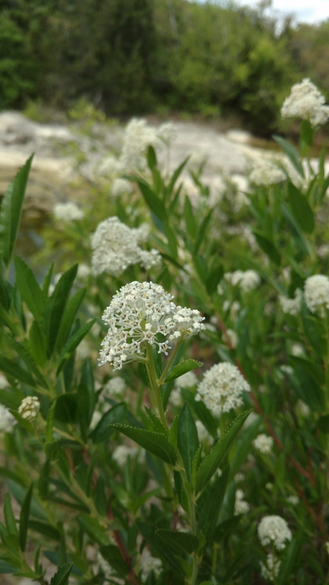 Inland ceanothus flowering