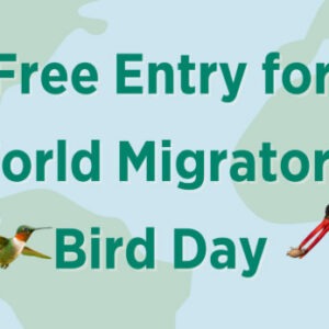 May calendar entry showing broad-winged hawk, ruby throated hummingbird, oystercatcher and purple martin for event at Mitchell Lake World Migratory Bird Day.