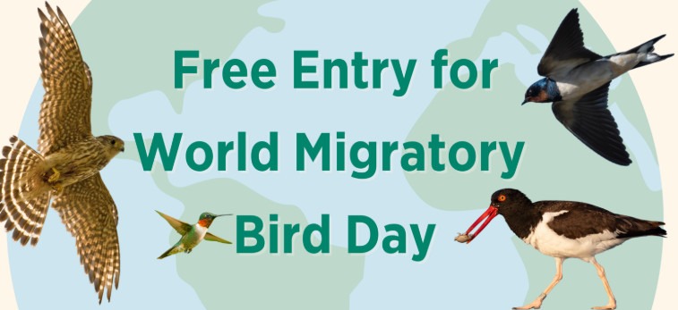 May calendar entry showing broad-winged hawk, ruby throated hummingbird, oystercatcher and purple martin for event at Mitchell Lake World Migratory Bird Day.