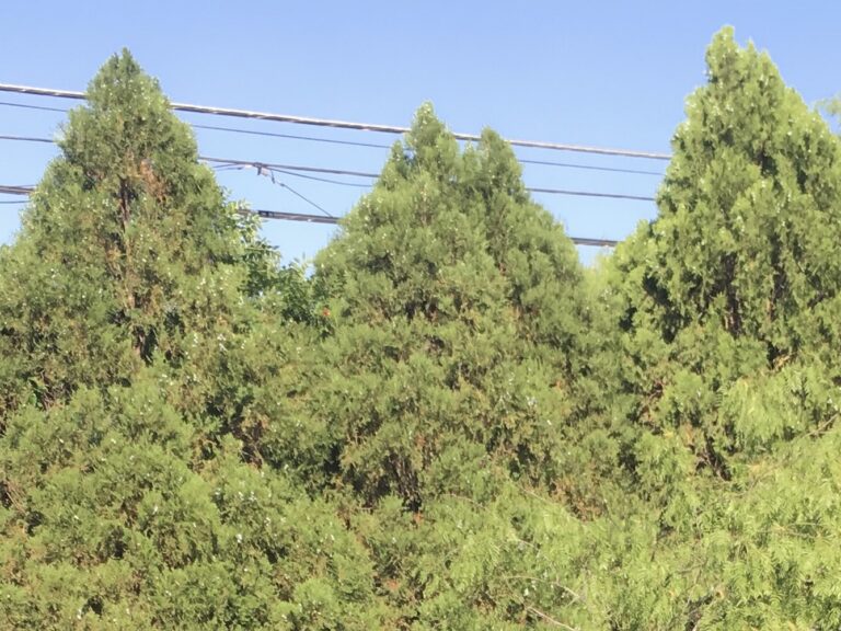 Arborvitae trees growing near power lines
